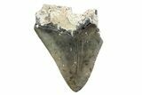 Partial, Fossil Megalodon Tooth - North Carolina #370226-1